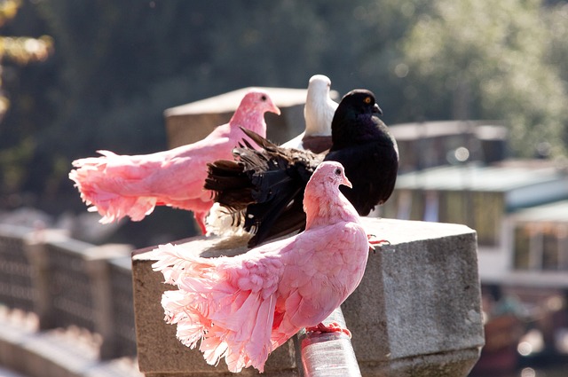國際足聯計劃引入橙牌制度 球員將被罰坐“牛棚”.
